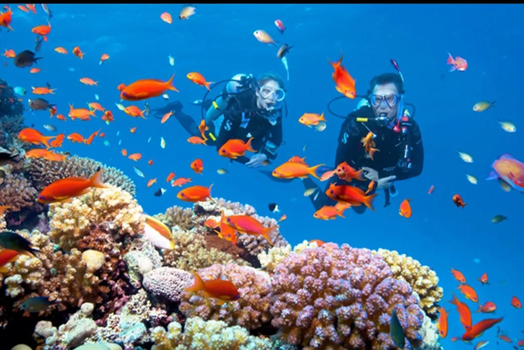 🌊🤿 Discover Scuba Diving Experience – El Gouna 🐠 Scuba Diving El Gouna /Screenshot_٢٠٢٦٠٧٠١_٢٠٤٥٣٥_ChatGPT.jpg